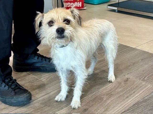 An adult small-sized male Mixed Breed dog named Pogo for adoption in Garland, TX