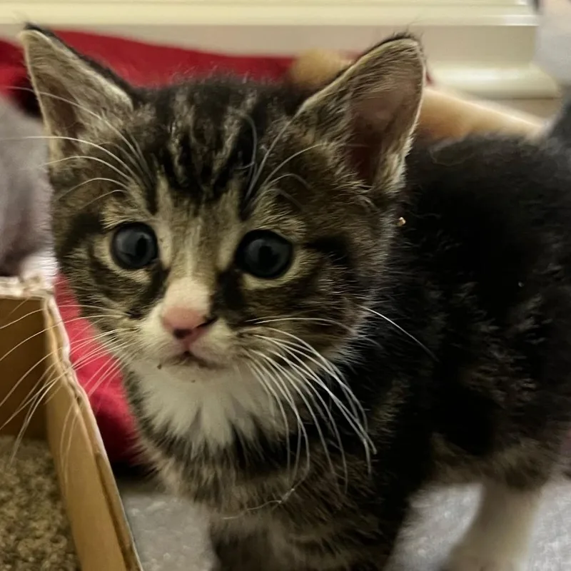 A baby small-sized male Brown / Chocolate Domestic Short Hair cat named Garth for adoption in Winchester, VA