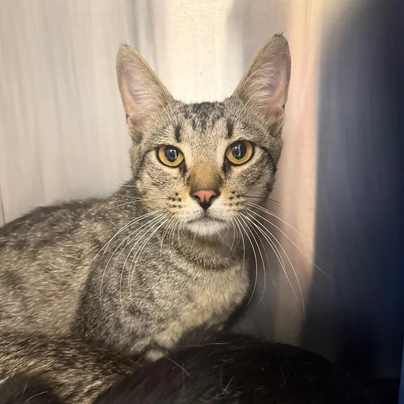 A young medium-sized male Brown / Chocolate Domestic Short Hair cat named BowC for adoption in East Saint Louis, IL