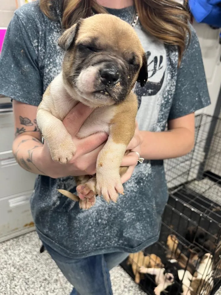 A baby small-sized male Terrier dog named Rufus for adoption in Hopkinsville, KY