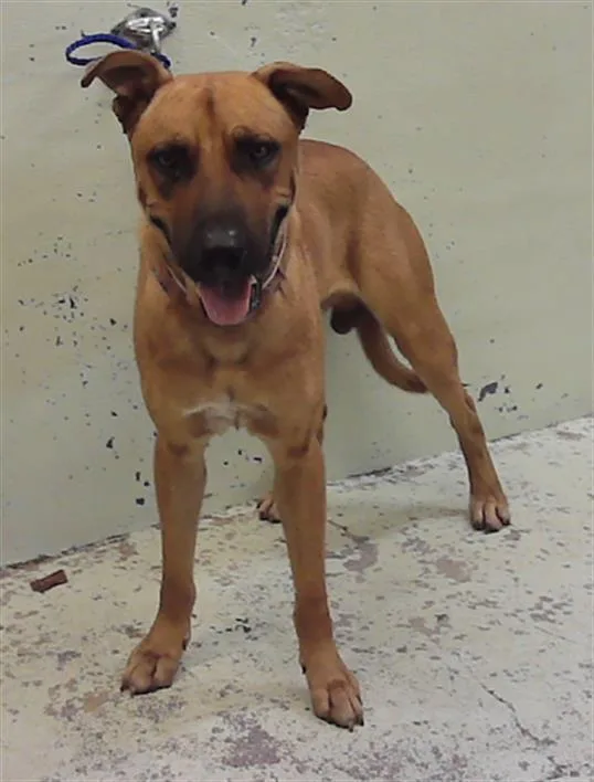 A young medium-sized male German Shepherd Dog dog named Bronco for adoption in Houston, TX