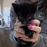 A baby medium-sized male Black Domestic Short Hair cat named Maxwell for adoption in Beulaville, NC