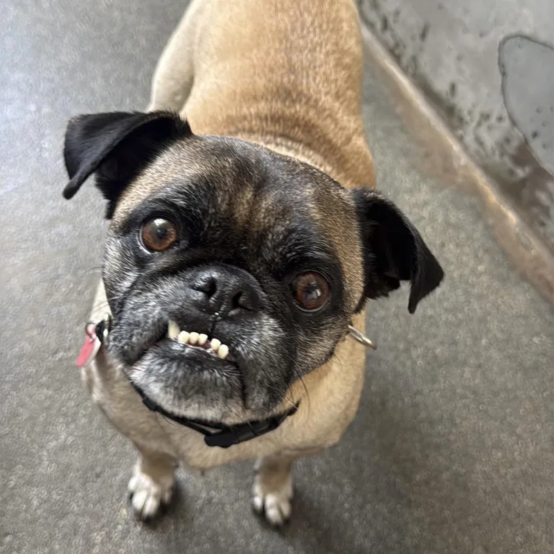 A senior small-sized male Yellow / Tan / Blond / Fawn Pug dog named Terrance A for adoption in Middletown, NY