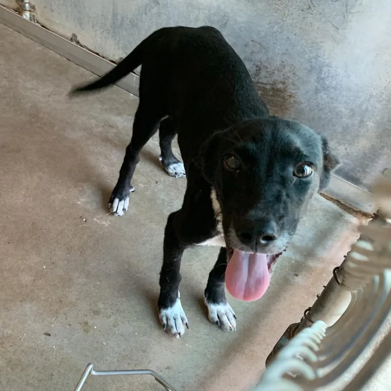 A young small-sized male Black Shepherd dog named Flash for adoption in Edinburg, TX