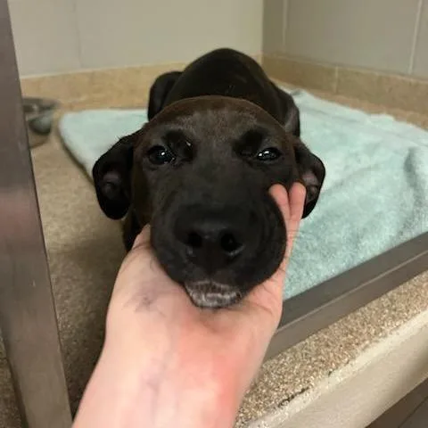 Spongebob thumbnail 2