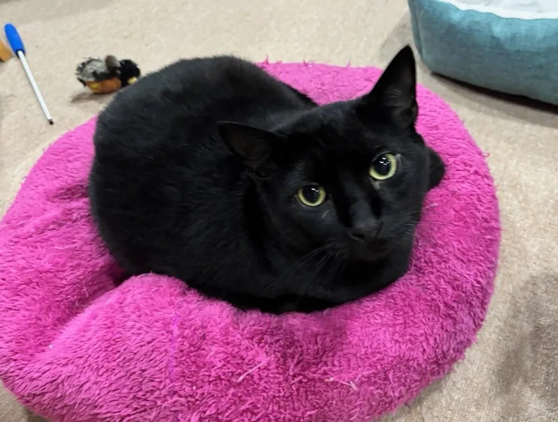 An adult extra large-sized male Domestic Short Hair cat named Baggie for adoption in Dover, DE