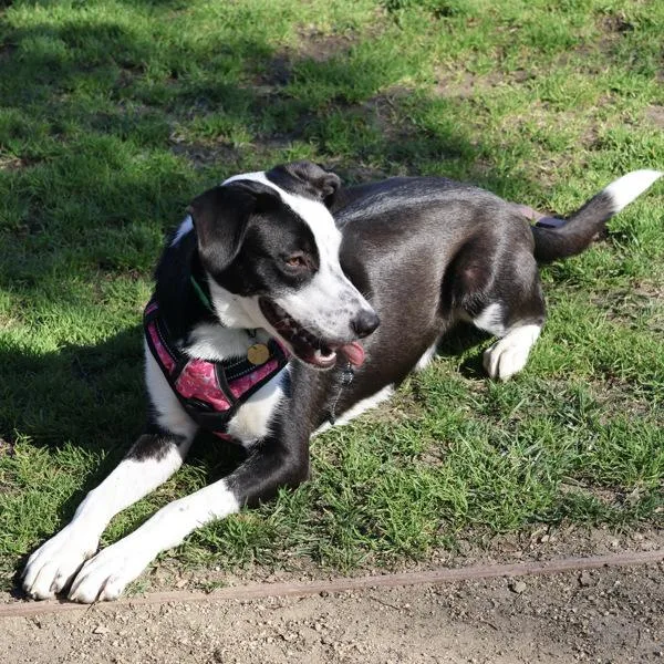A young medium-sized male Border Collie dog named Porkie for adoption in Dublin, CA