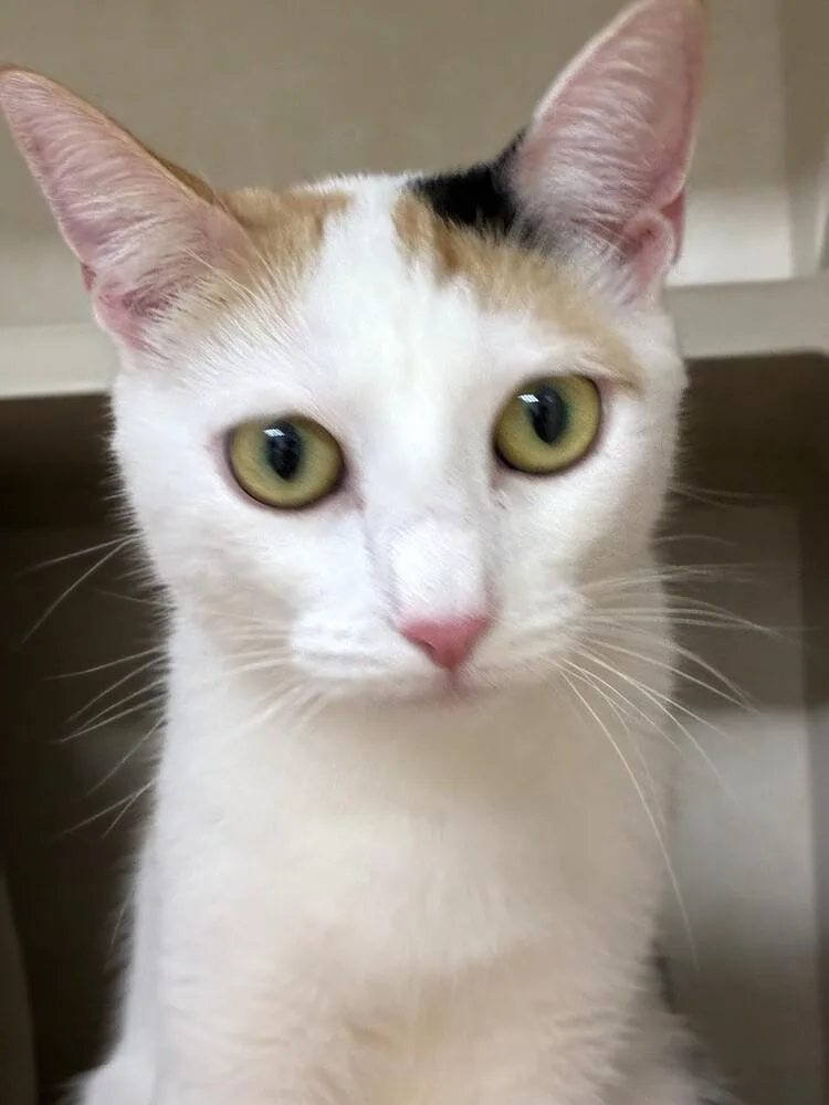 A young medium-sized female Domestic Short Hair cat named Heather for adoption in Elmsford, NY