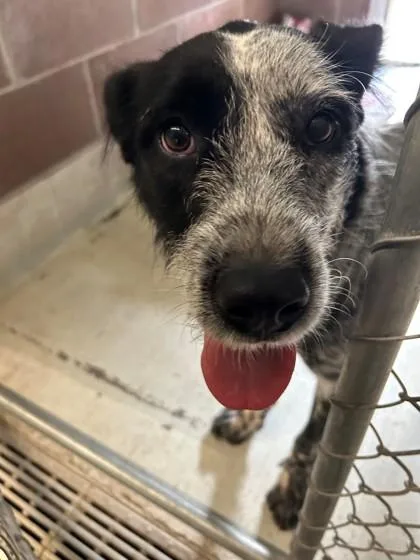 An adult medium-sized female Mixed Breed dog named Gigi for adoption in Savannah, GA