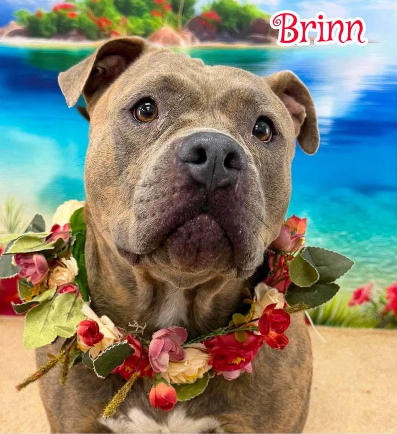 An adult medium-sized female Brindle Mixed Breed dog named Brinn for adoption in Flint, MI