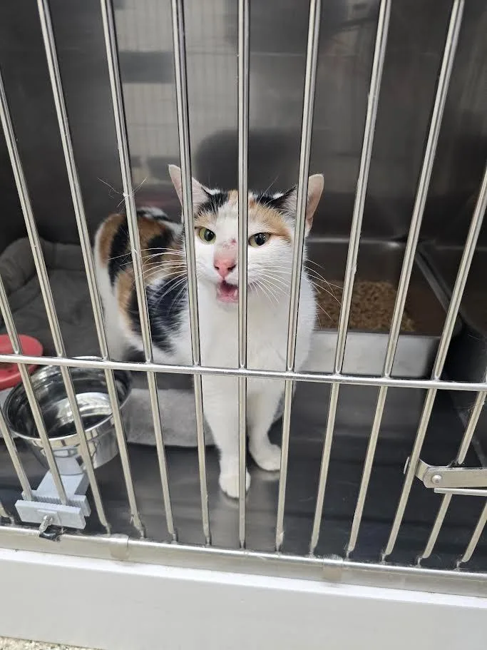 A young large-sized female Domestic Short Hair cat named Dolce for adoption in Glenfield, NY