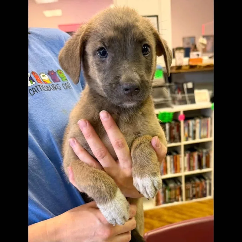 A baby medium-sized female Labrador Retriever dog named Lilo for adoption in Semmes, AL