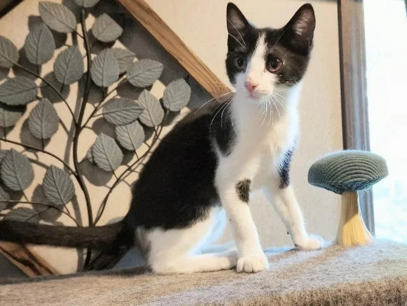 A young medium-sized female Black & White / Tuxedo Domestic Short Hair cat named Lin for adoption in Knoxville, TN