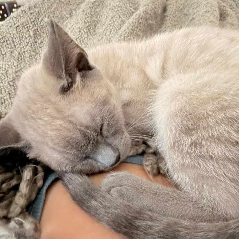 A baby small-sized male Orange / Red Domestic Short Hair cat named Shrimp for adoption in Los Angeles, CA
