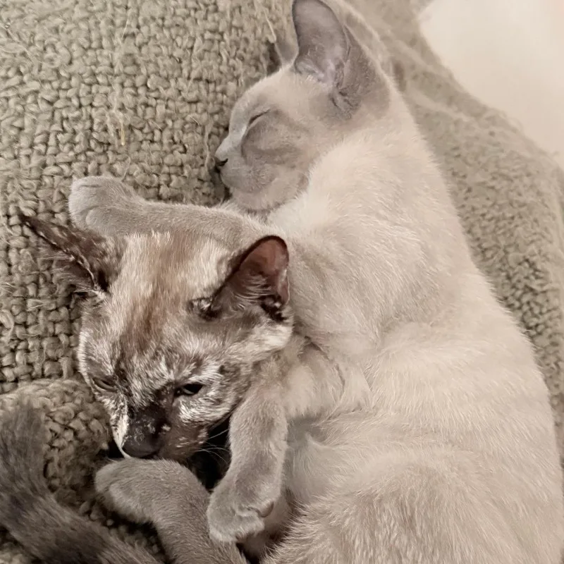 Shrimp thumbnail 5