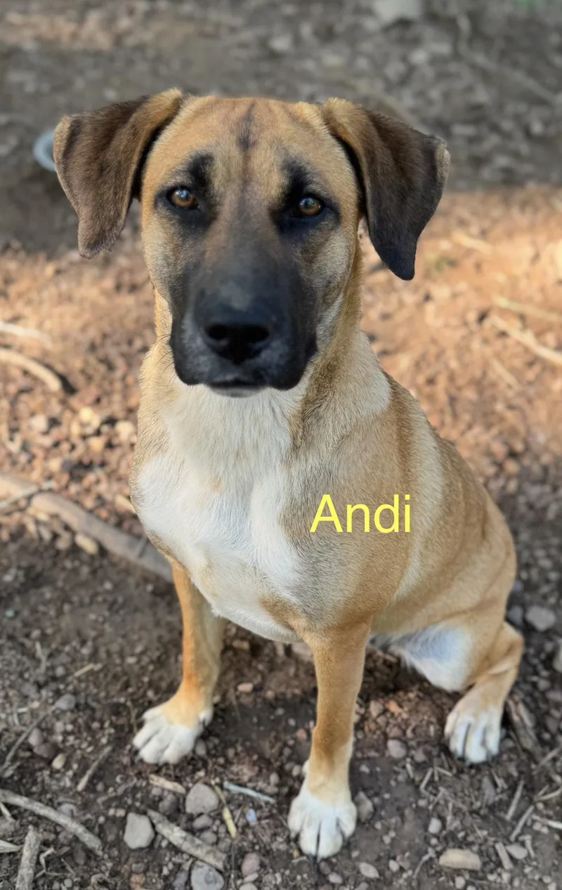 A young medium-sized female German Shepherd Dog dog named Andi Bea for adoption in Wakefield, RI