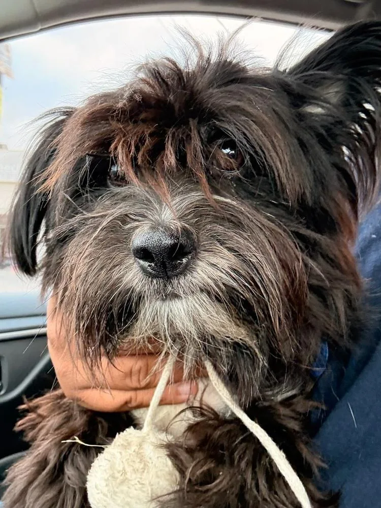 A young small-sized male Terrier dog named Dale for adoption in Los Angeles, CA