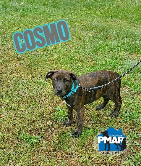 A baby medium-sized male Brindle Pit Bull Terrier dog named Cosmo for adoption in Binghamton, NY