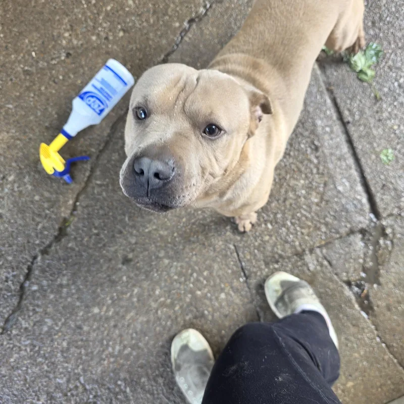 Luca