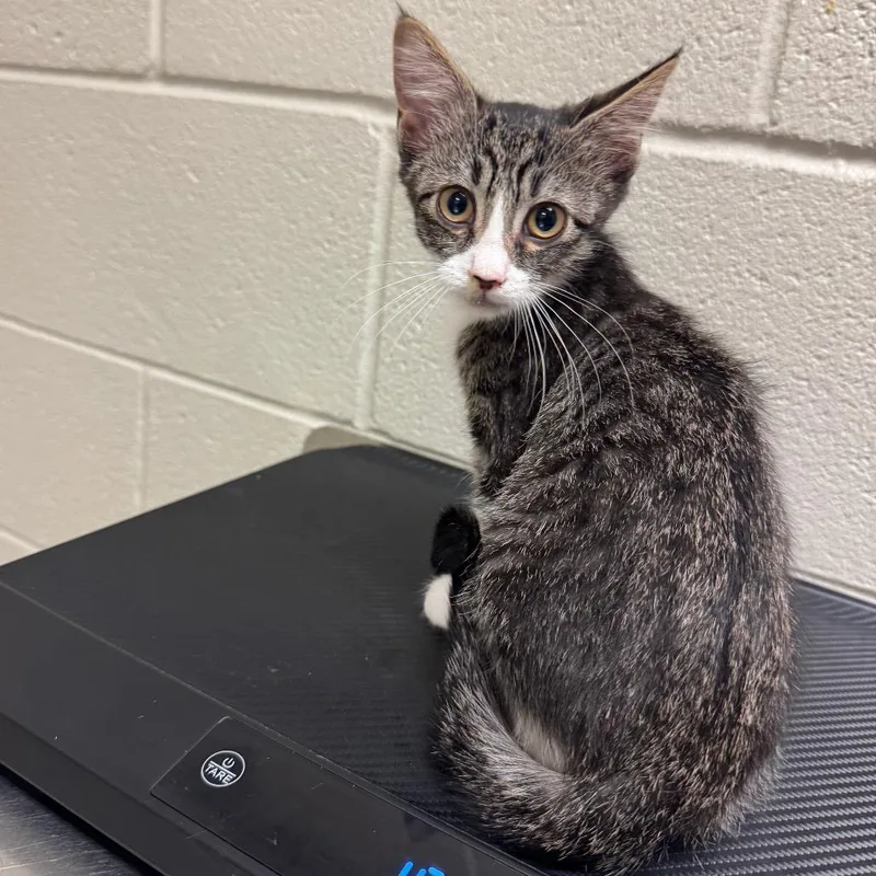 A baby small-sized female Brown / Chocolate Domestic Short Hair cat named Josephine for adoption in Bristol, IN