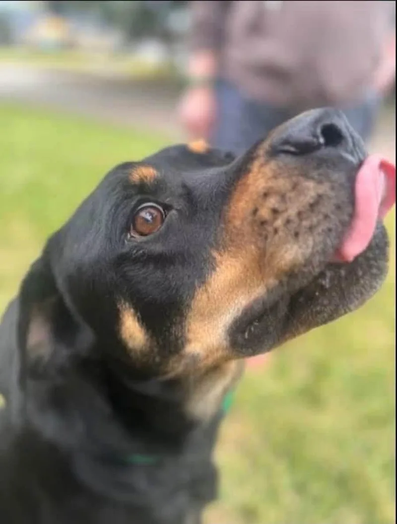 An adult medium-sized male Black Rottweiler dog named Zeke for adoption in Houston, TX