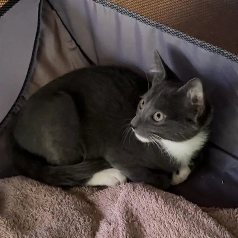 A baby small-sized female Gray / Blue / Silver Domestic Short Hair cat named Scrambler for adoption in Jupiter, FL