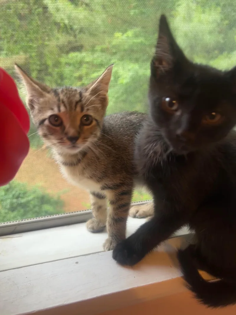 Coop & Lanai thumbnail 3
