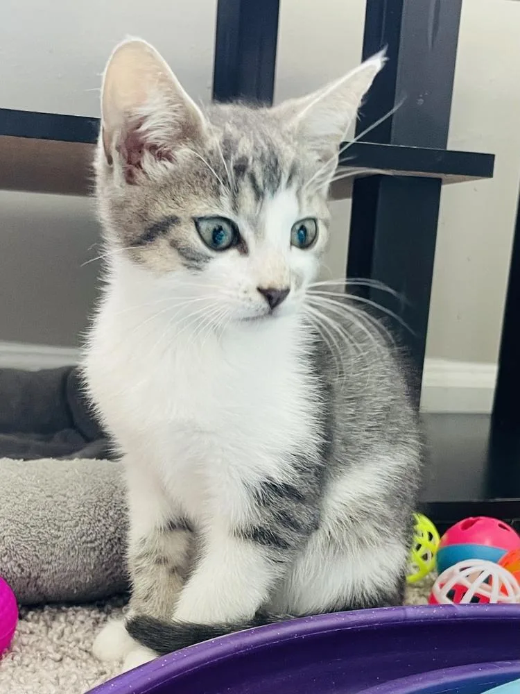 A baby small-sized male Gray / Blue / Silver Domestic Short Hair cat named Jessie for adoption in Salisbury, NC