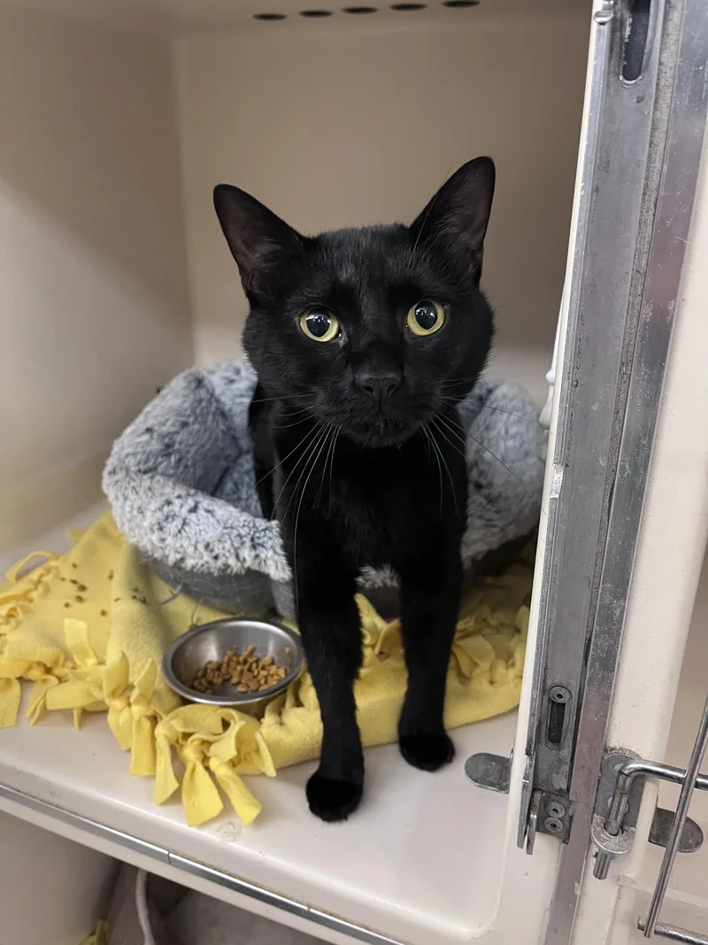 An adult medium-sized male Black Domestic Short Hair cat named Taj RM for adoption in Rockaway, NJ