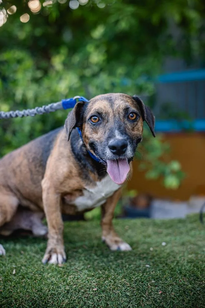 Chimenea thumbnail 2