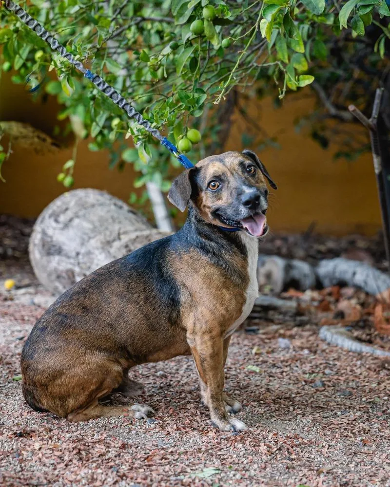 Chimenea thumbnail 3