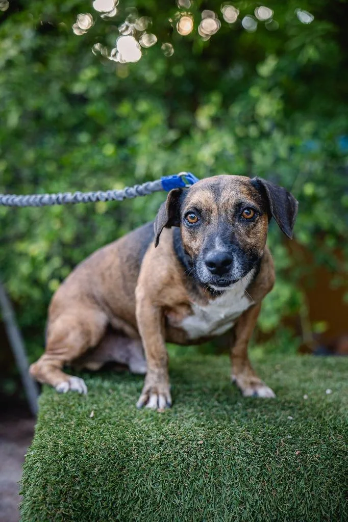 Chimenea thumbnail 4