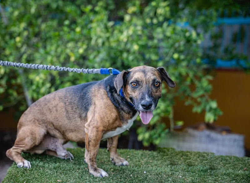 Chimenea thumbnail 5