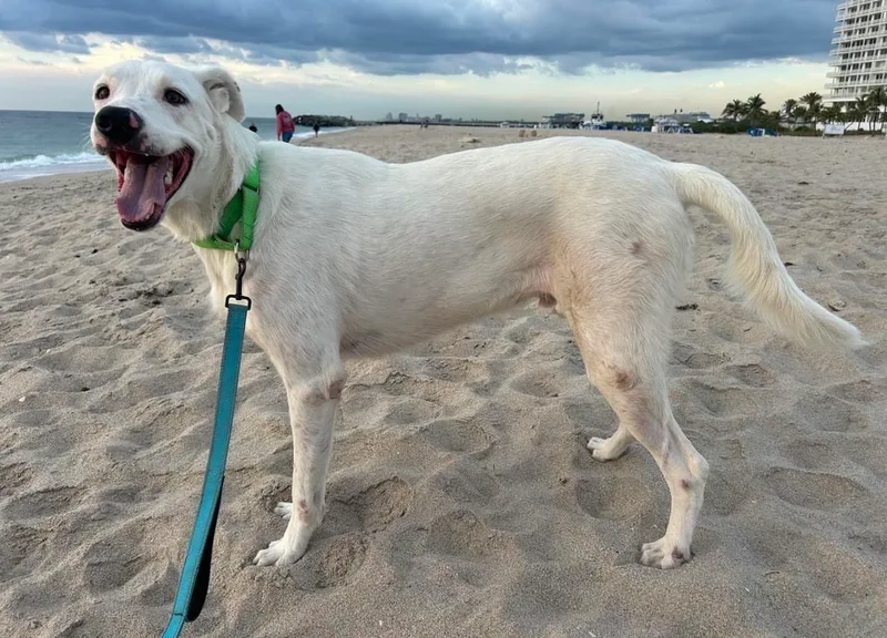 A young medium-sized male White / Cream Labrador Retriever dog named Abaco for adoption in Fort Lauderdale, FL