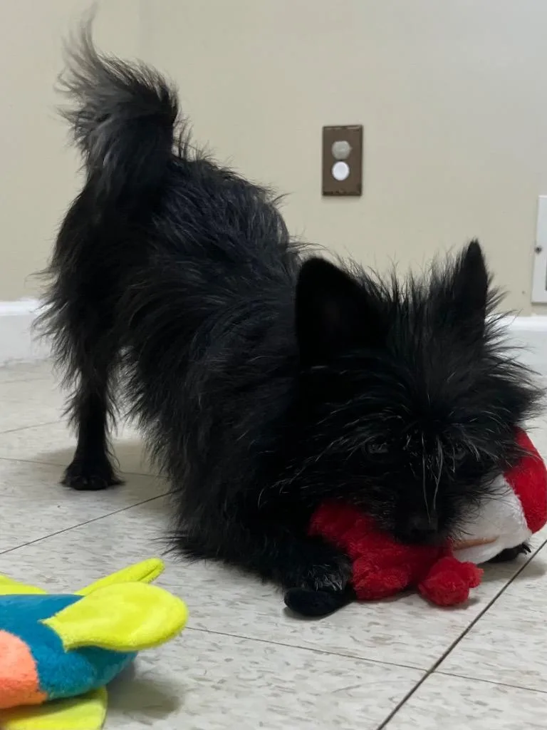 Huxley thumbnail 3