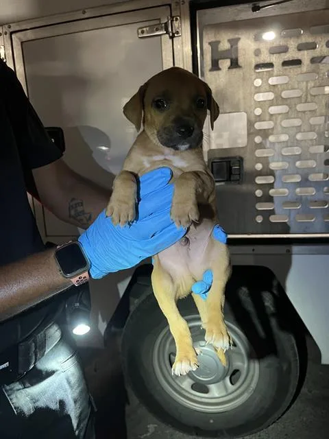 A baby small-sized male Chihuahua dog named Raspberry for adoption in San Antonio, TX