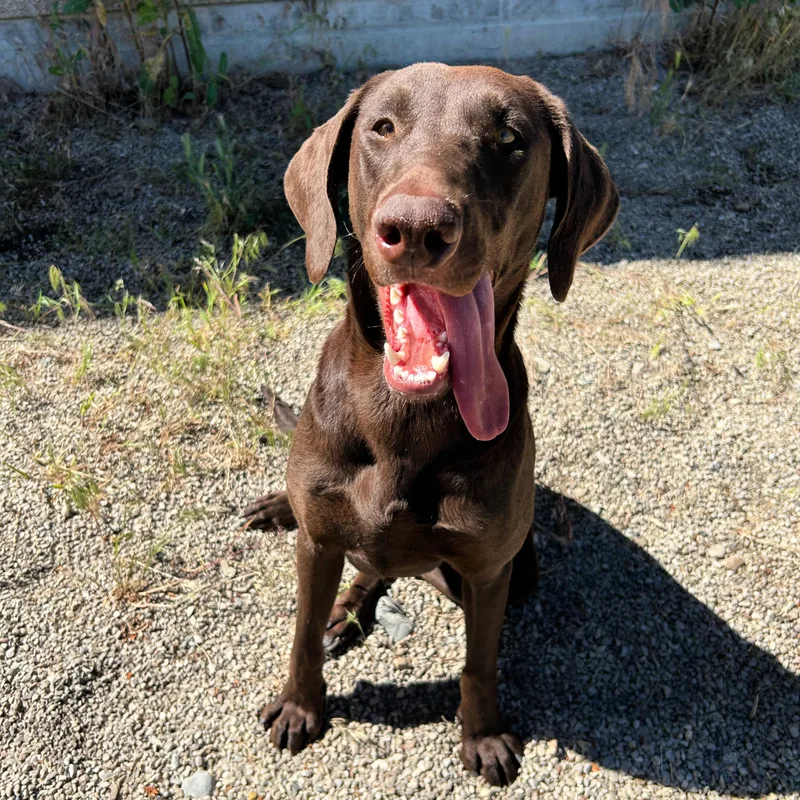 Harley