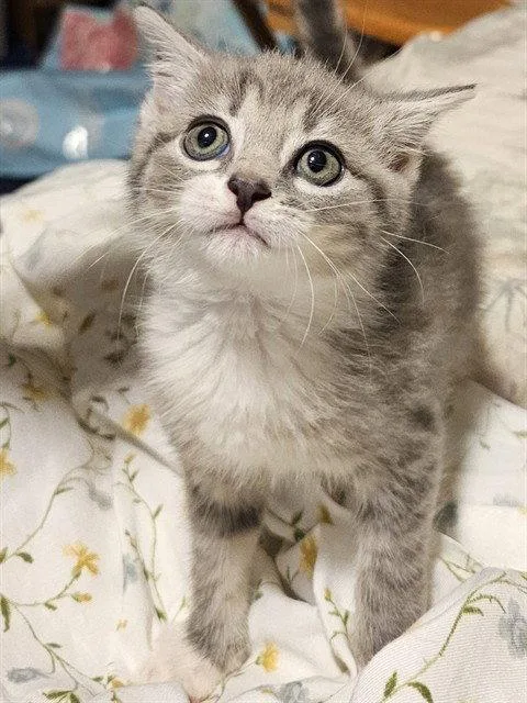 A baby medium-sized female Gray / Blue / Silver Domestic Short Hair cat named Oatmeal Cream Pie for adoption in Clyde, NC