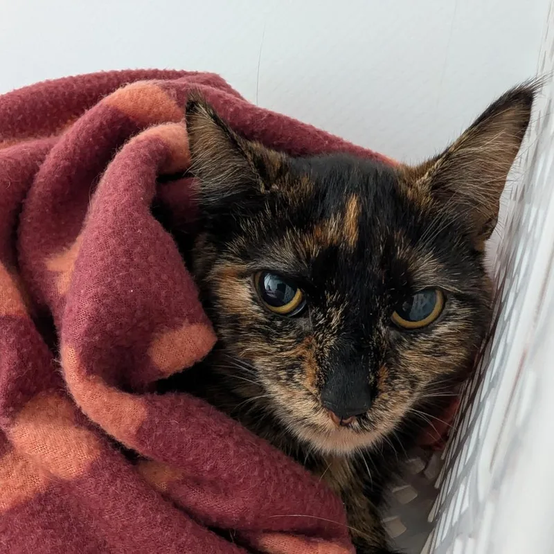 A young medium-sized female Black Domestic Short Hair cat named Shenanigan for adoption in Binghamton, NY