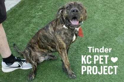 An adult large-sized male Black Pit Bull Terrier dog named Tinder for adoption in Kansas City, MO