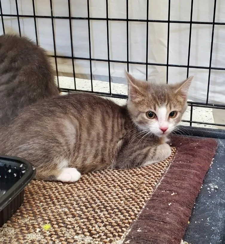 A young small-sized female Domestic Short Hair cat named Bangs for adoption in Brighton, MI