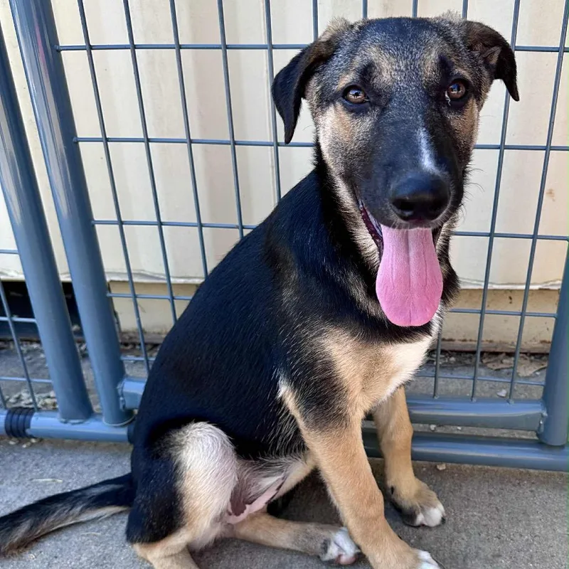 A young medium-sized female Black Mixed Breed dog named Dajana for adoption in Joliet, IL