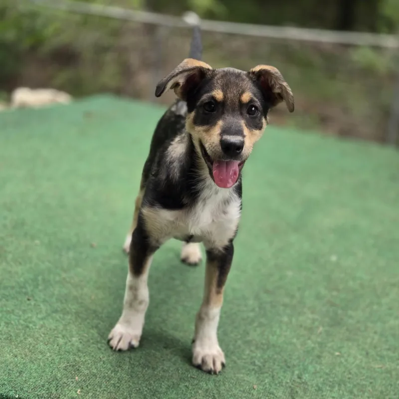 A baby medium-sized female Tricolor (Brown, Black, & White) Shepherd dog named Delta for adoption in Mansfield, TX