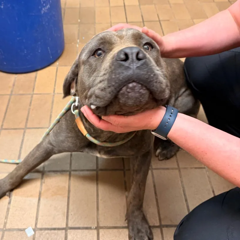 An adult large-sized male Black Mastiff dog named Vandergriff for adoption in Birmingham, AL