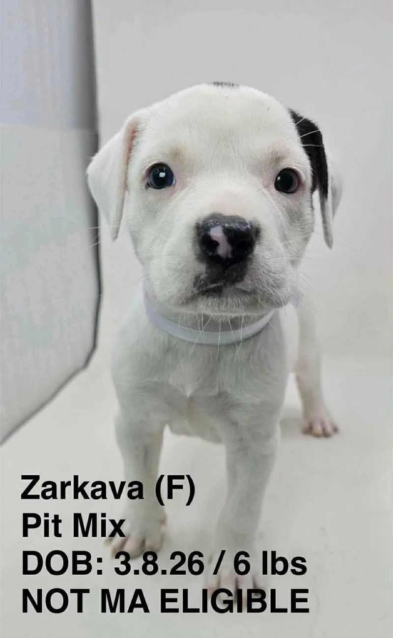 A young medium-sized female Pit Bull Terrier dog named Zarkava for adoption in Pomfret Center, CT