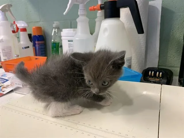 A baby small-sized male Domestic Short Hair cat named Frosty for adoption in Grand Prairie, TX
