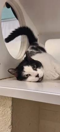 An adult medium-sized female Domestic Short Hair cat named Betty White for adoption in Vero Beach, FL