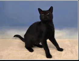 An adult medium-sized female Domestic Short Hair cat named Gypsy for adoption in Largo, FL