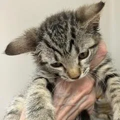 A baby medium-sized female Tabby (Gray / Blue / Silver) Tabby cat named Joanie for adoption in Green Valley, AZ
