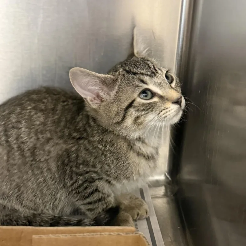 A baby small-sized male Domestic Short Hair cat named Maserati for adoption in Marshall, VA
